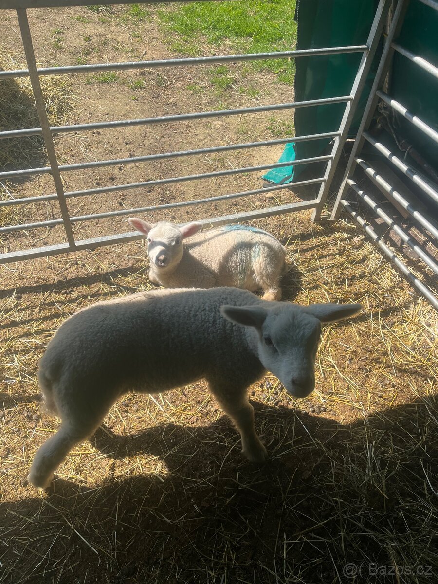 Jehňata - 3