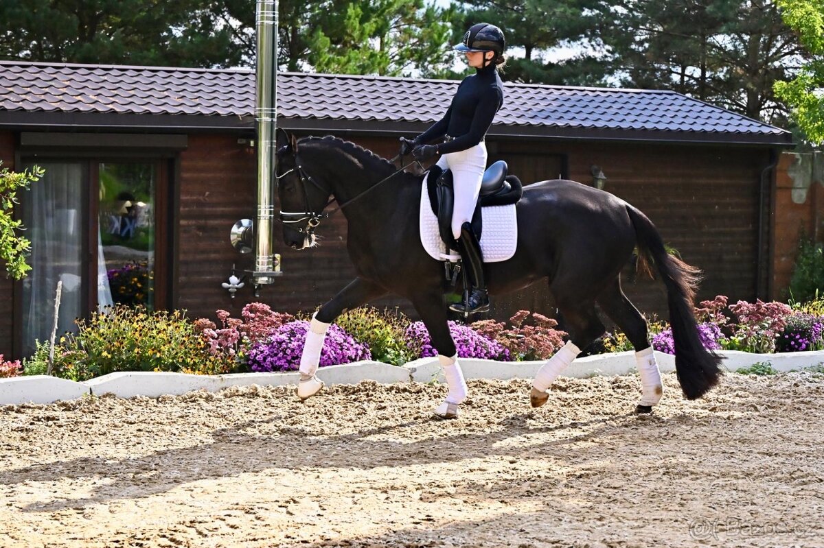 Drezurní klisna po fenomenálním hřebci Secret - 3