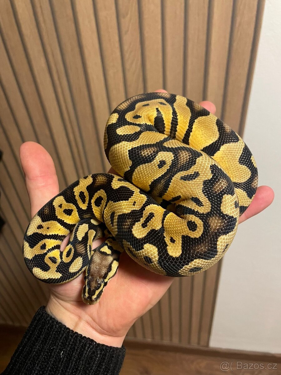 Krajta královská samec PASTEL - 3
