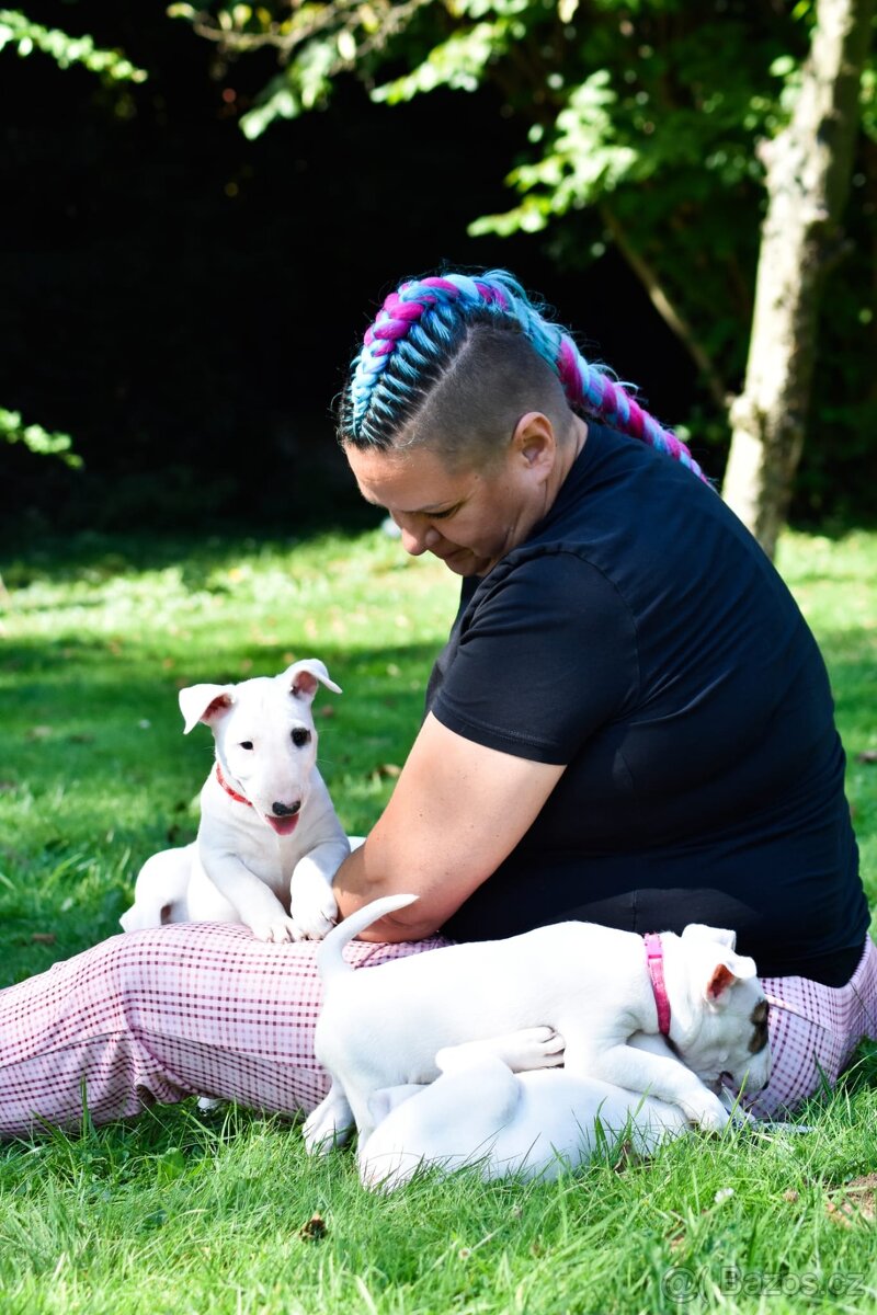 Anglický bulterier, Bullterier, bulterier, s PP - 3