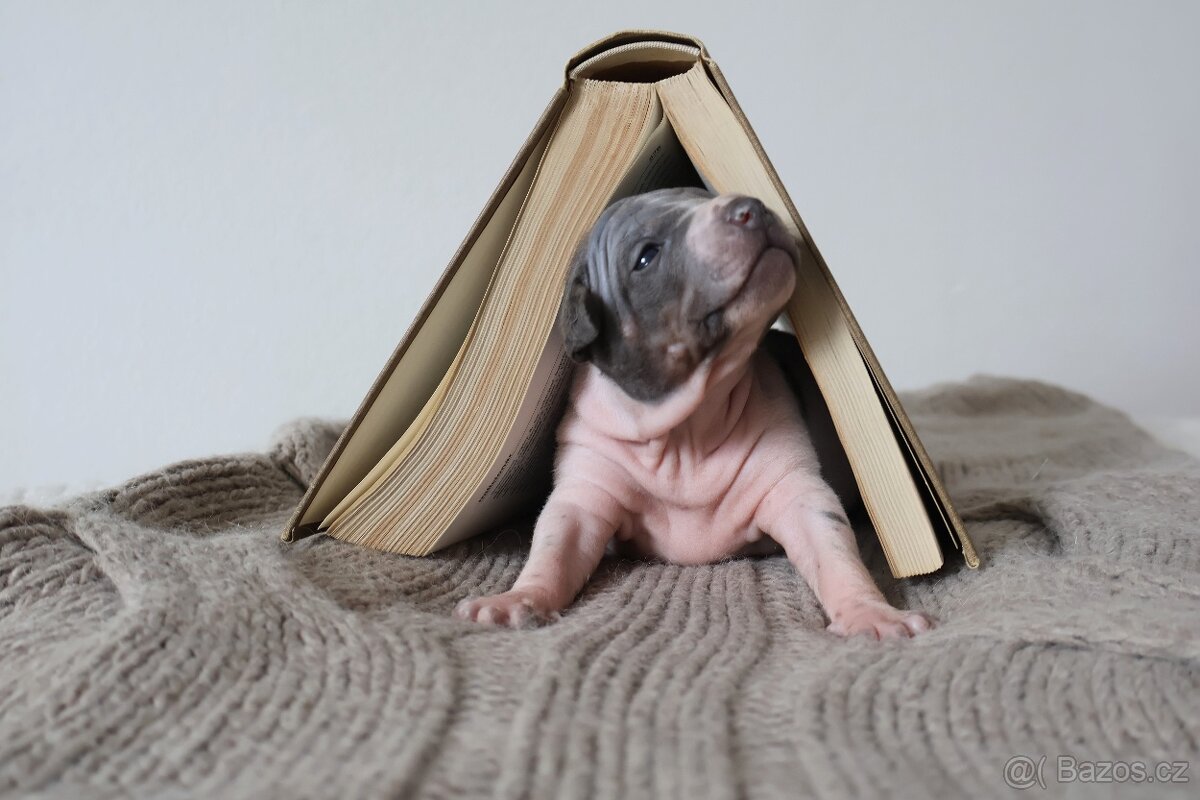 Americký bezsrsty terier - 3