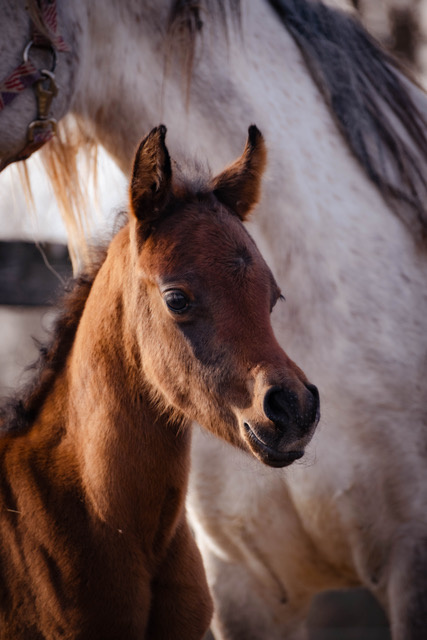 Arabský plnokrevník- kobylka - 3