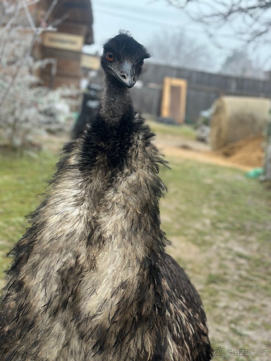 Emu hnědý - 3