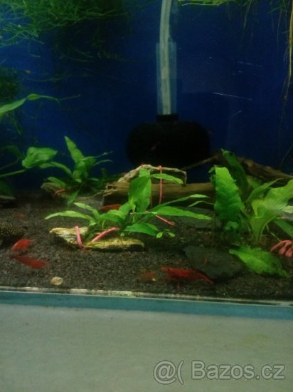 (NEDOSTUPNE) krevetky Neocaridina Red Sakura - 3