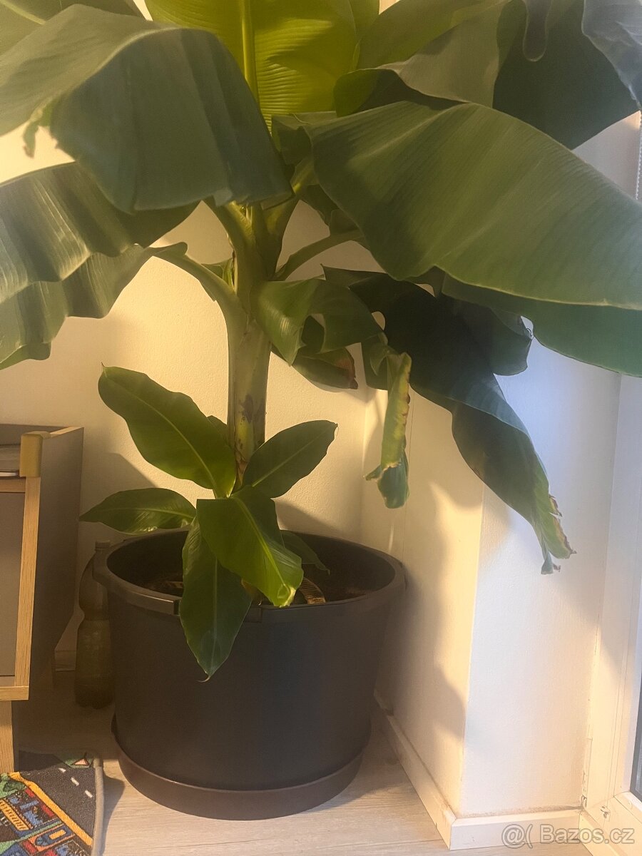 Velký bananovnik - 3