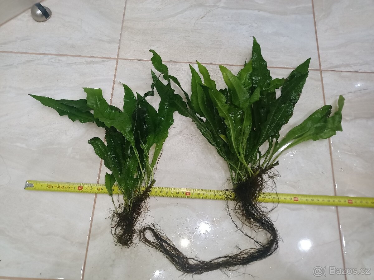 microsorium pteropus - 3