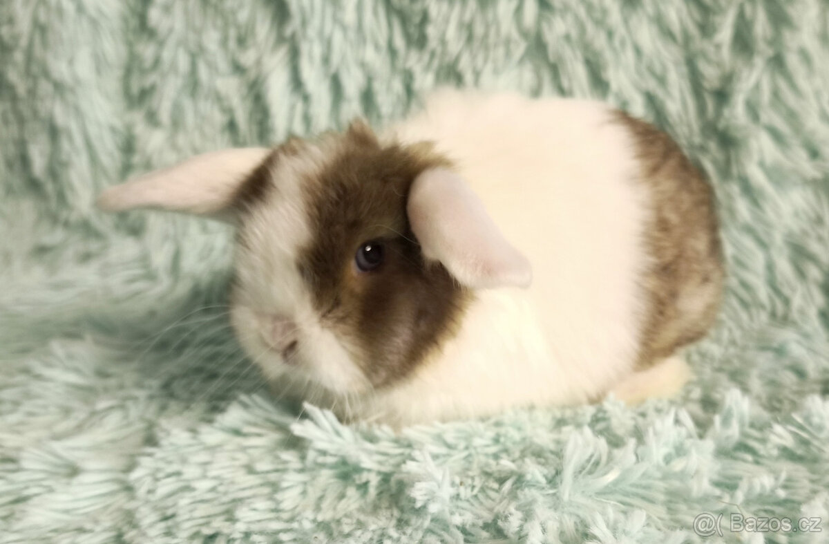 ⭐️ Vánoční ⭐️ Zakrslý beránek SATÉNOVÝ🍀 T2 - 3