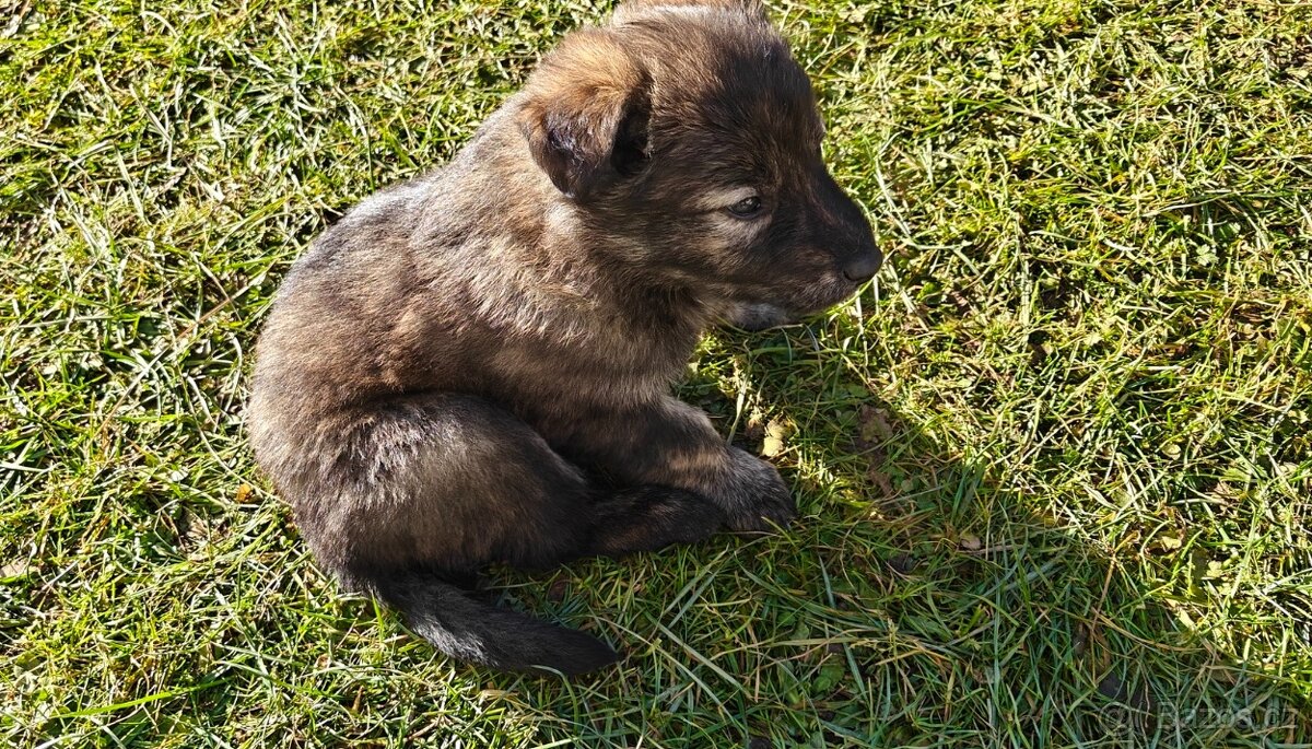 Atraktivní štěňata - 3