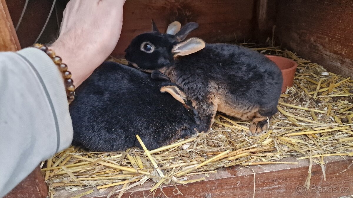 Zakrslý králik - 3