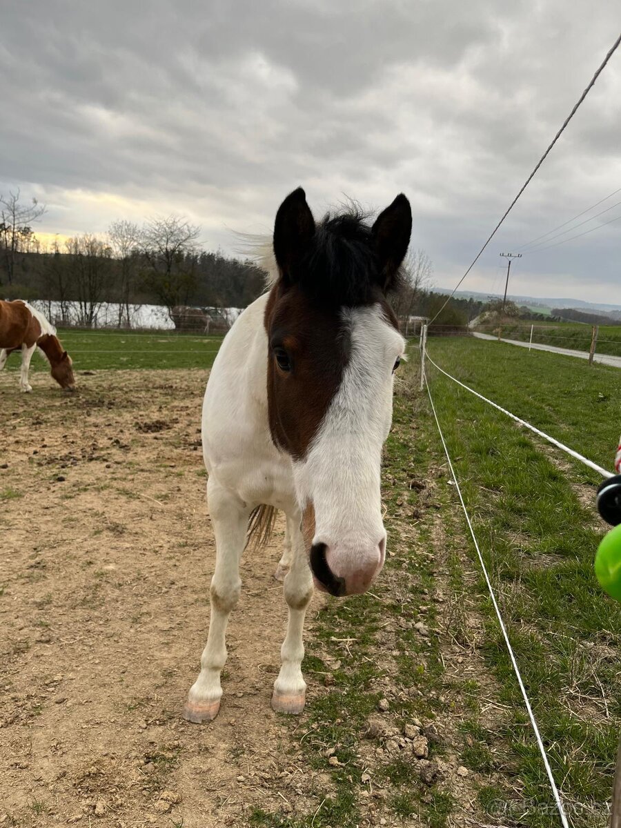 Hodný pony pro děti - 3