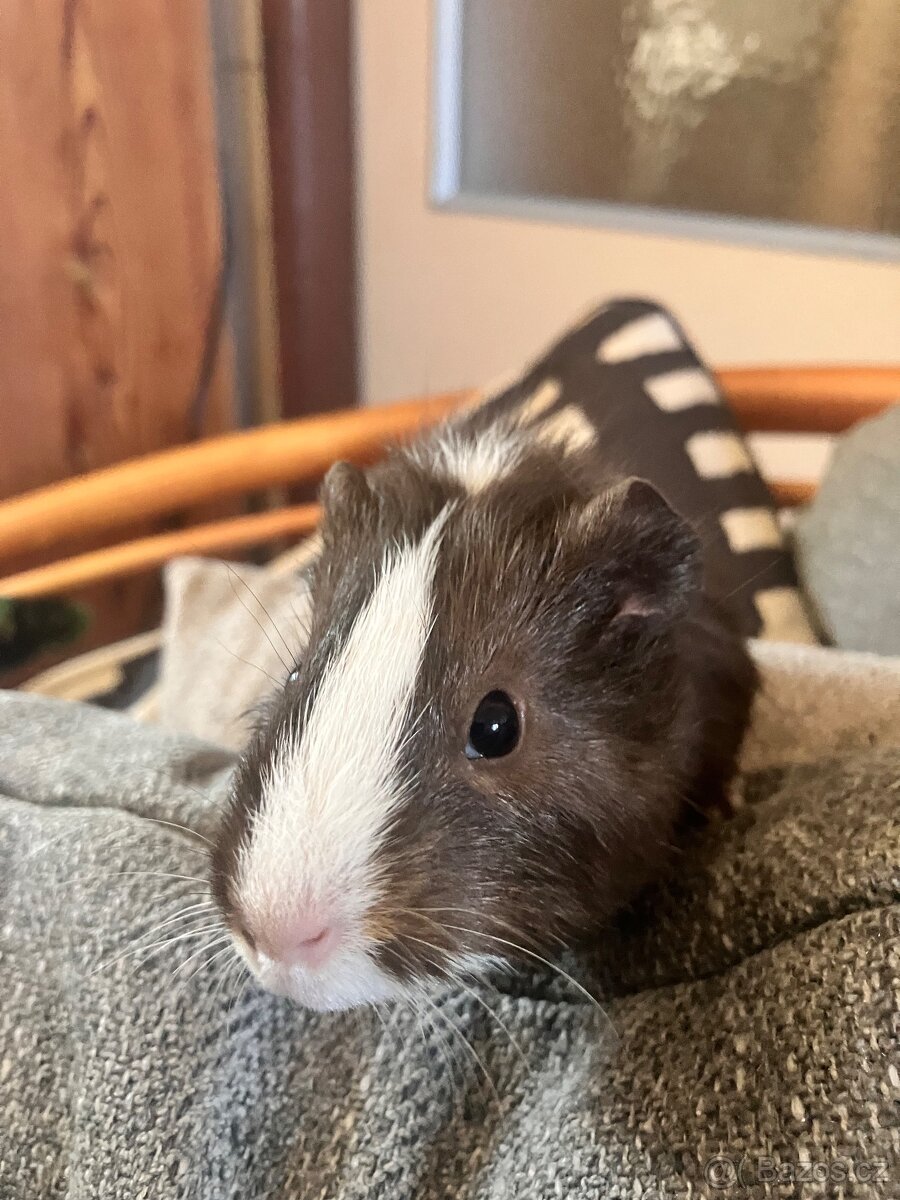 Darujeme morčátka - 3