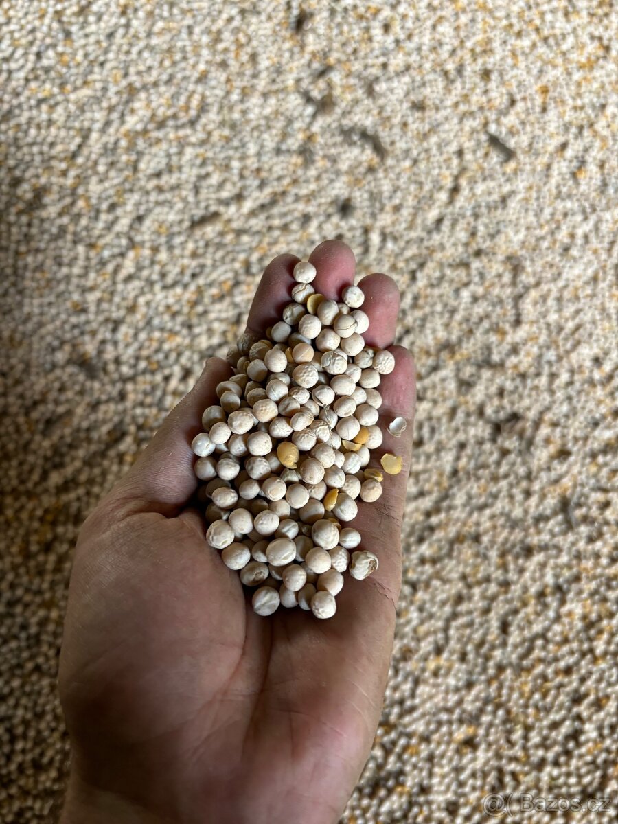 Prodám pšenici, ječmen a hrách - 3