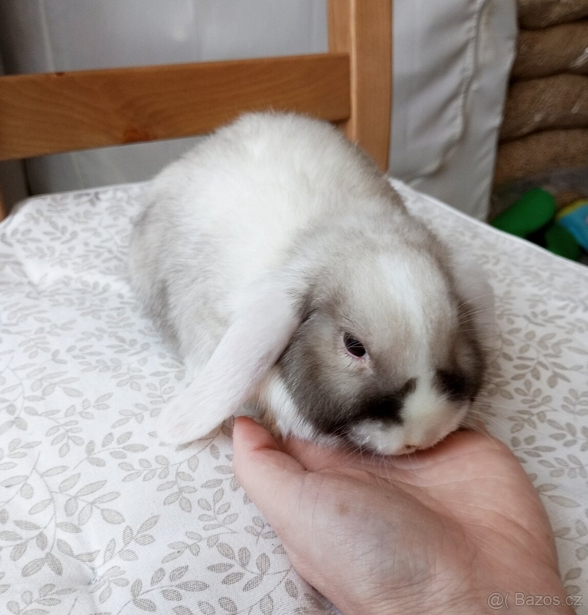 Zakrslý beránek králíček - 3