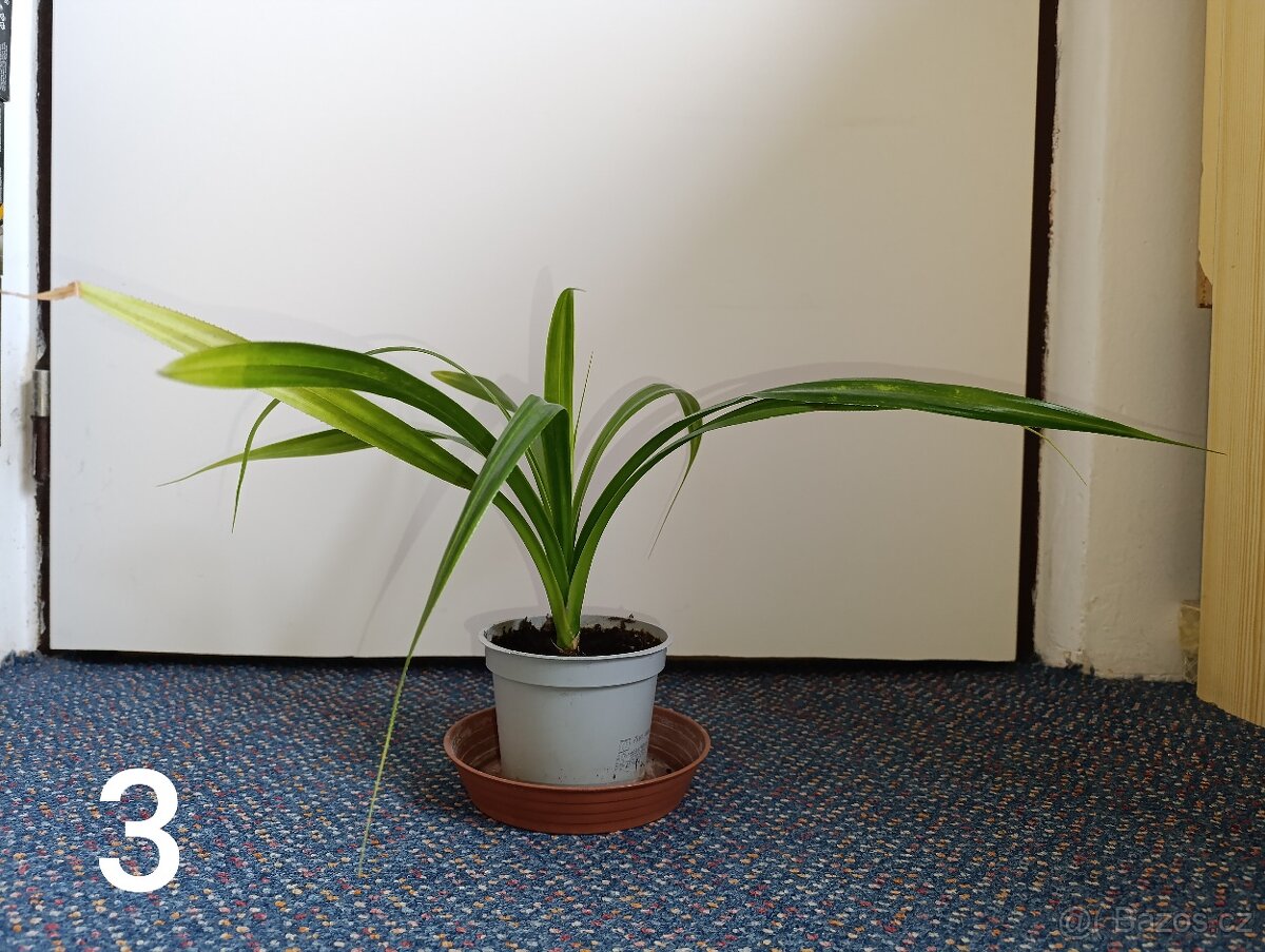 Pokojové rostliny - 3