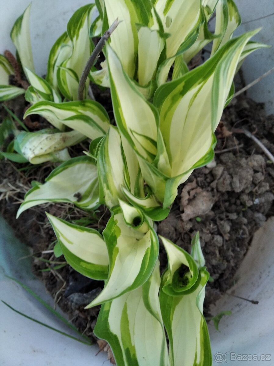 Set netřesků ,bohyška - 3