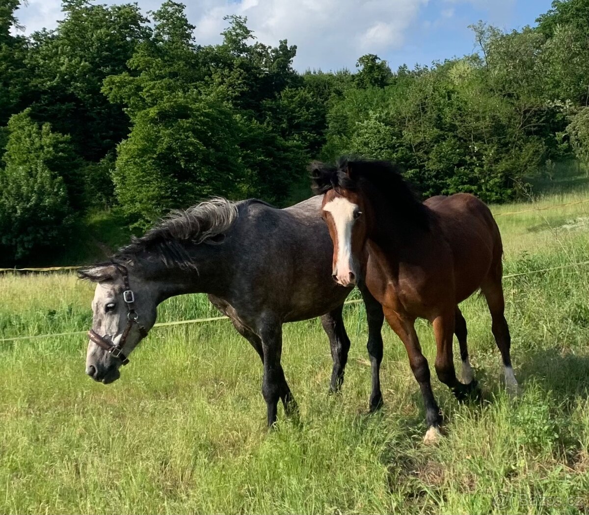 Welsh pard Bred malý sportovní kůň - 3
