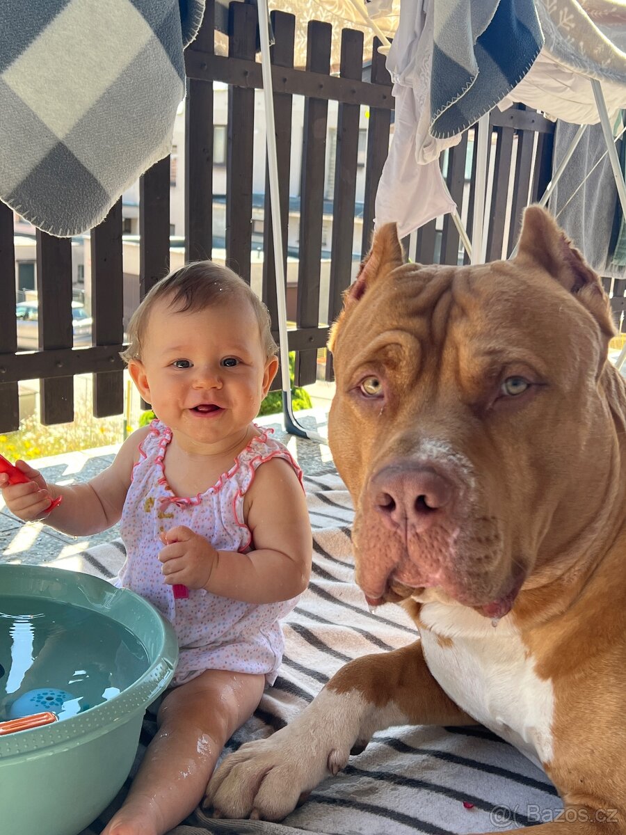 Krytí American Bully XL s PP - 3