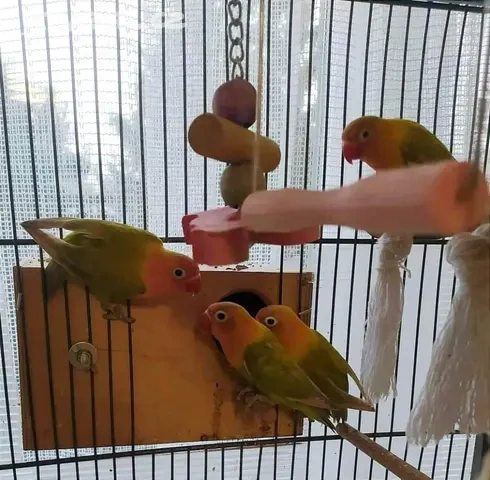 Agapornis Fišerů - 3