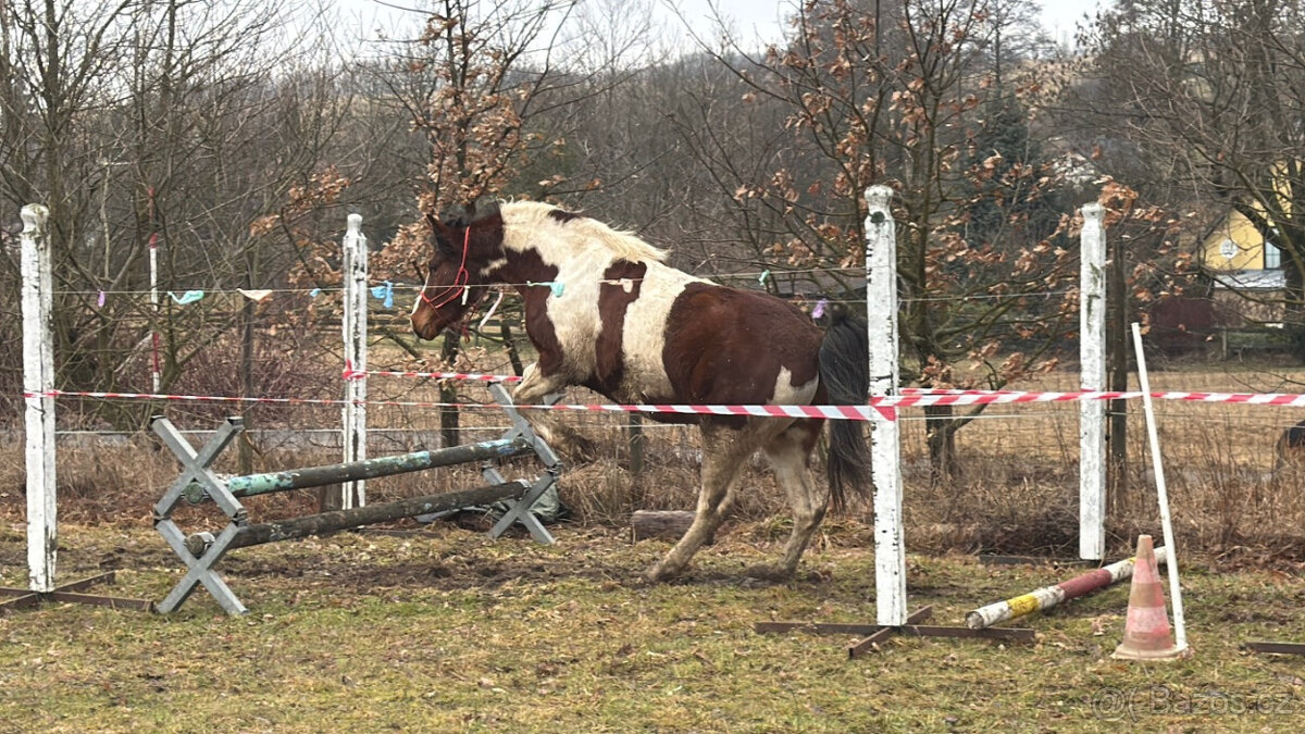 Klisna BAROC PINTO - 3