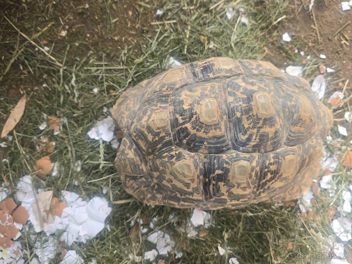 Želva pardálí - 3