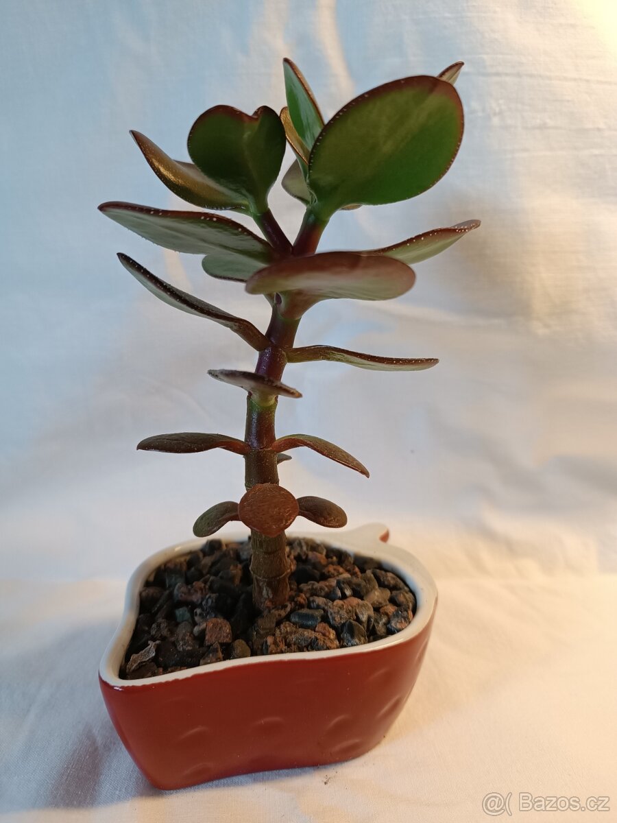 Tlustice - pokojové rostliny včetně květináčů - 3