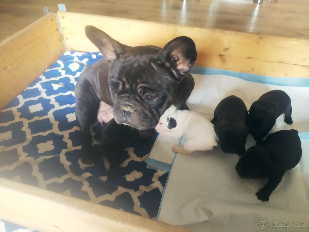 Francouzský Buldoček - 3