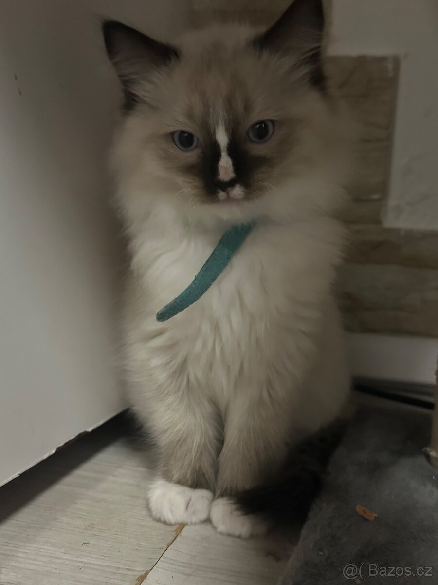 Ragdoll koťátko - 3