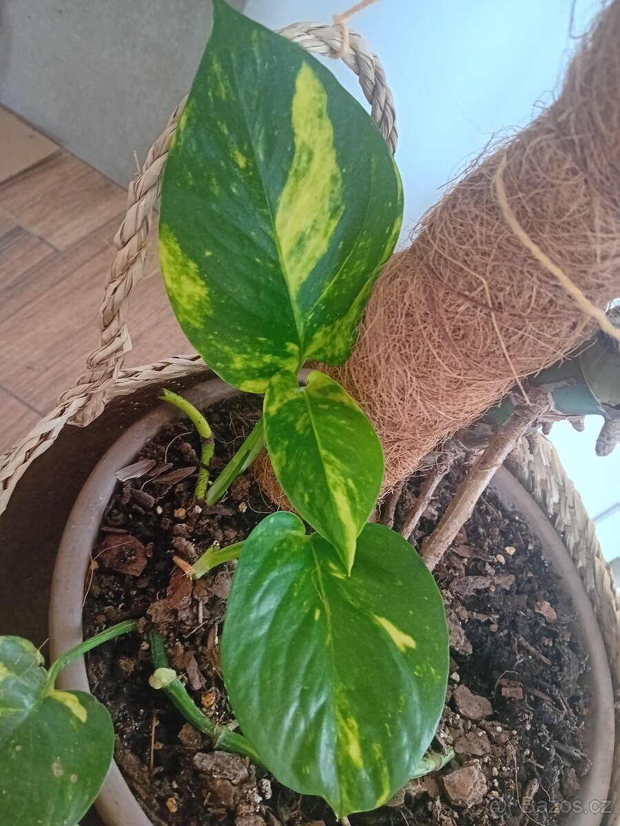 Epipremnum Aureum Gold - 3