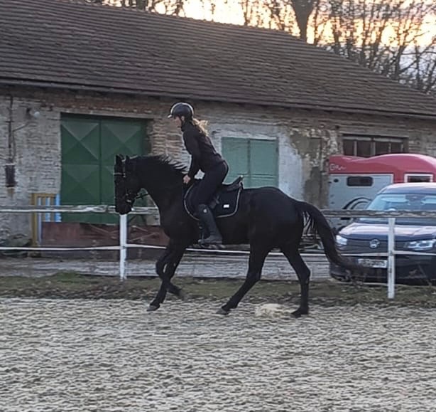 Černá klisna k prodeji - 3