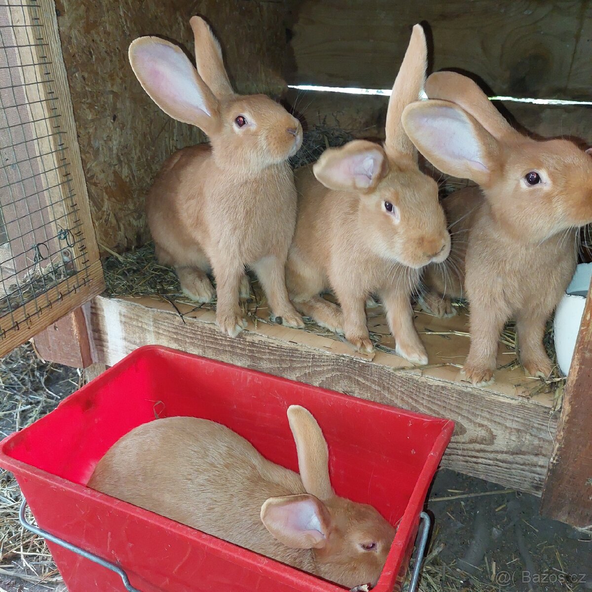 Samičky BU na chov - 3
