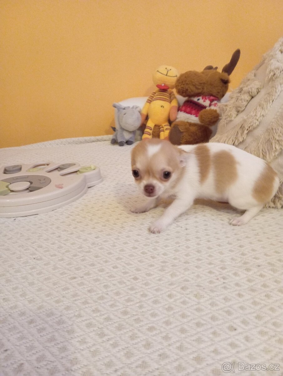 Čivava krátkosrstá - 3