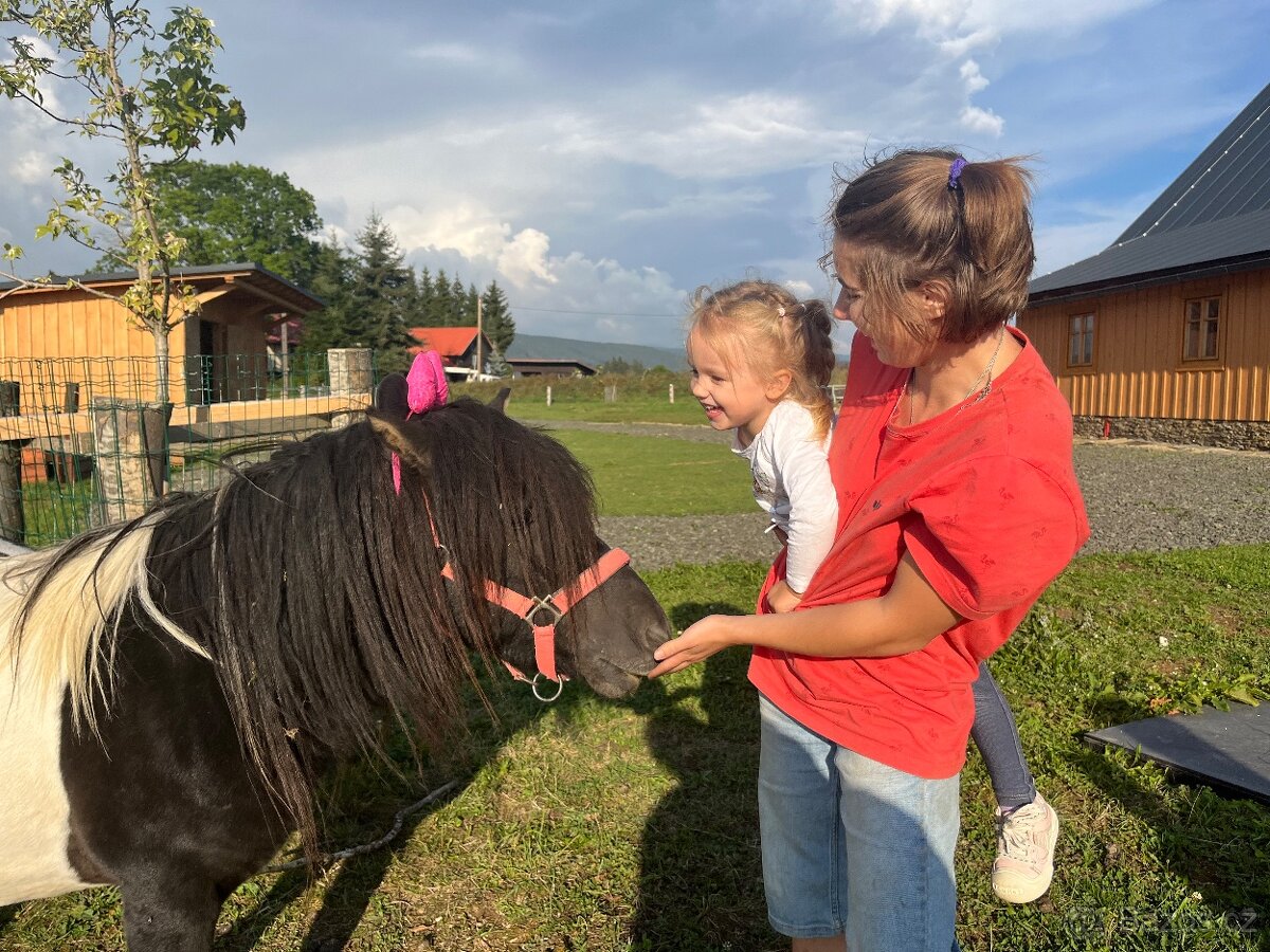 Shetland hřebec- připouštění 2026 - 3