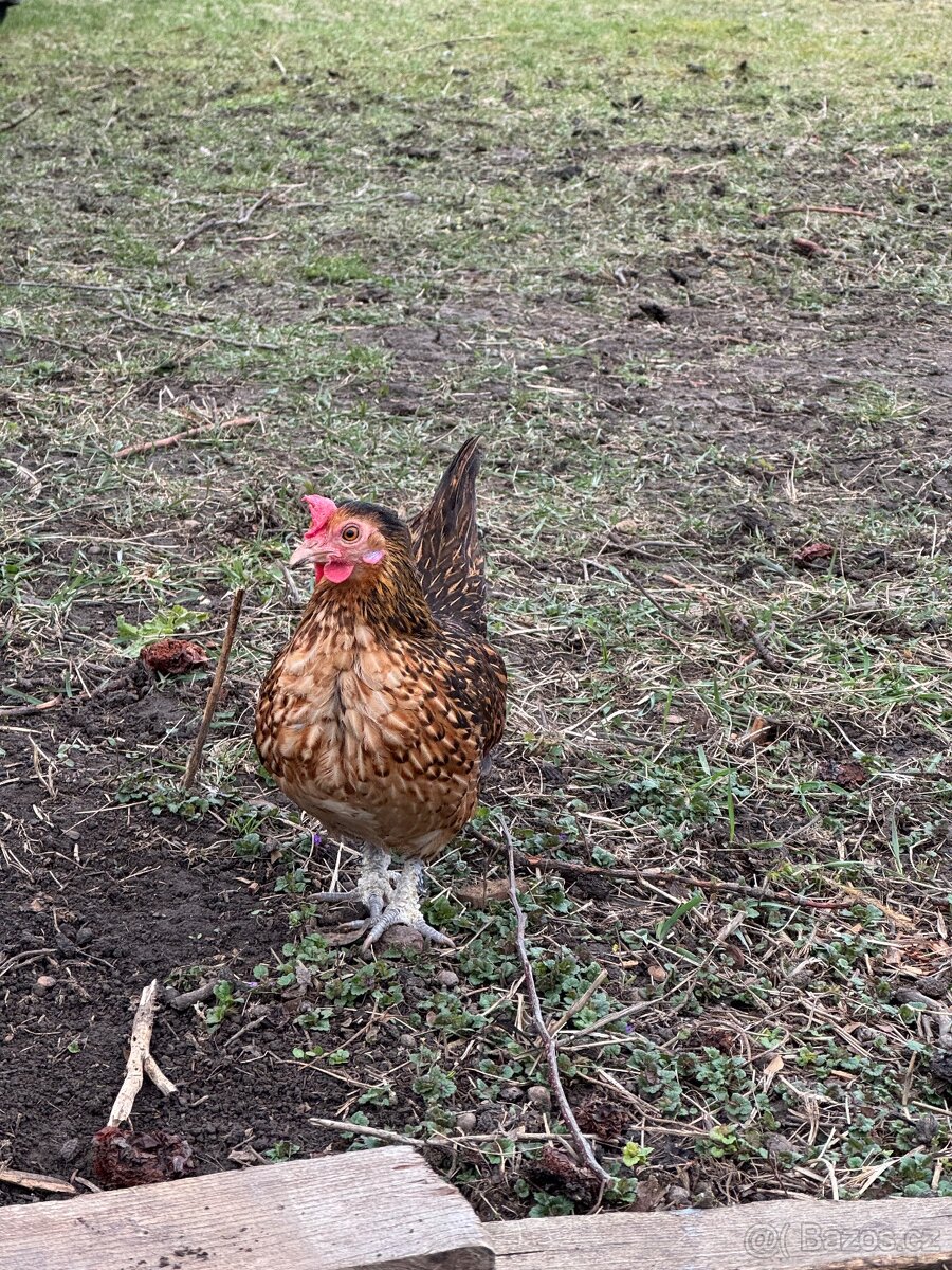 Kohout a slepice - 3