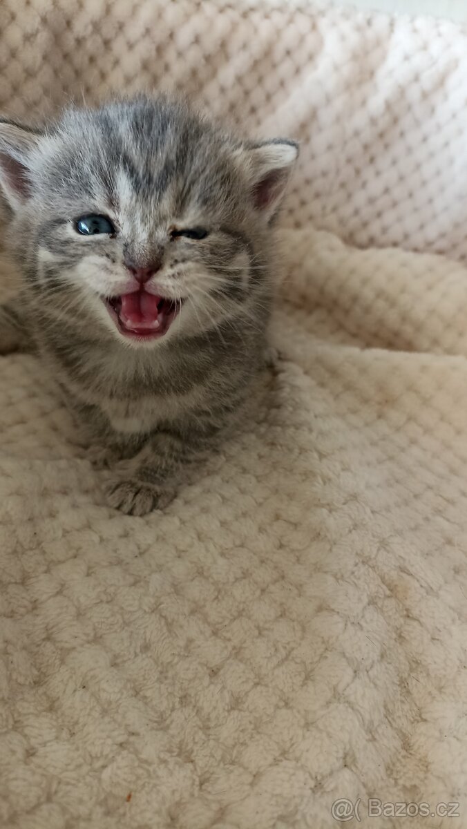 Britská whiskas kočička s PP - 3