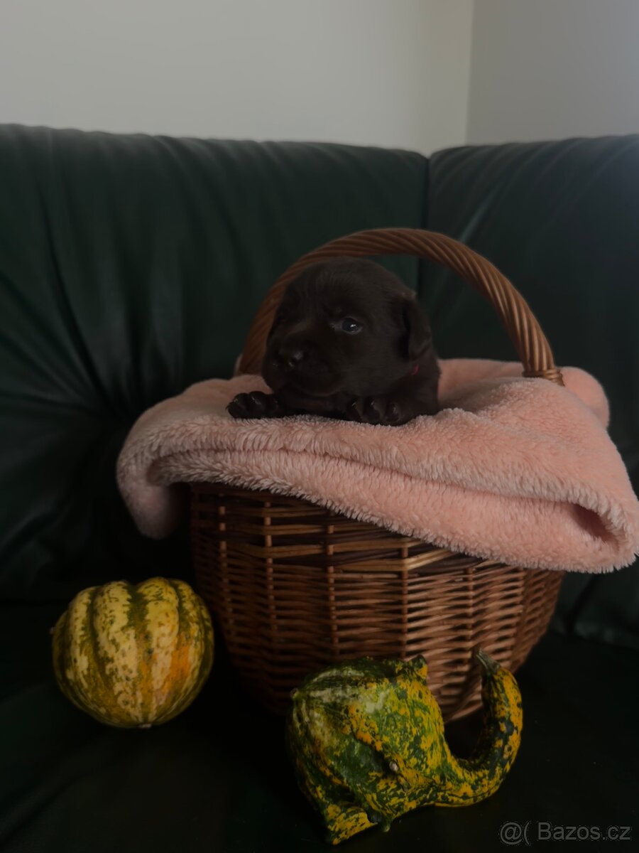 Labradorský retrívr s PP - čokoládová štěňátka - 3