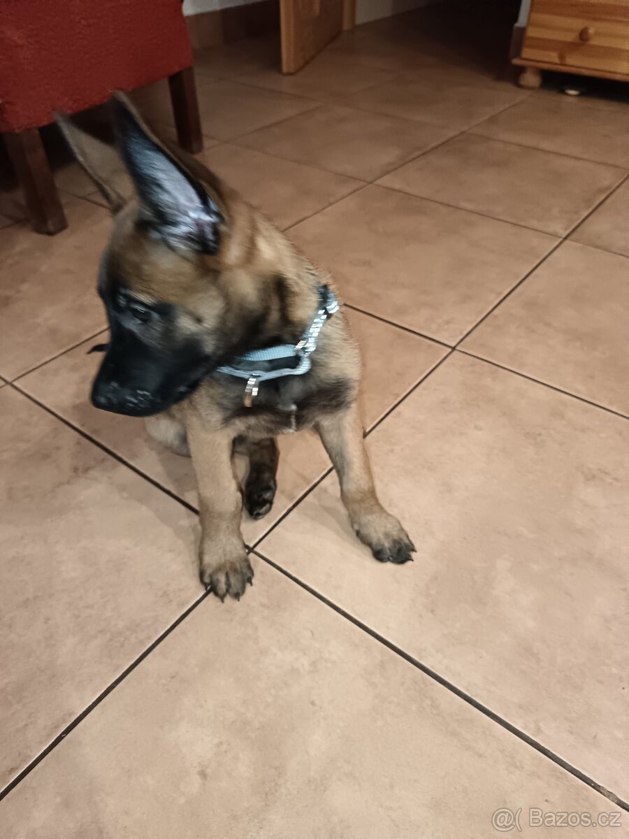 Belgický ovčák Malinois štěně kluk poslední - 3