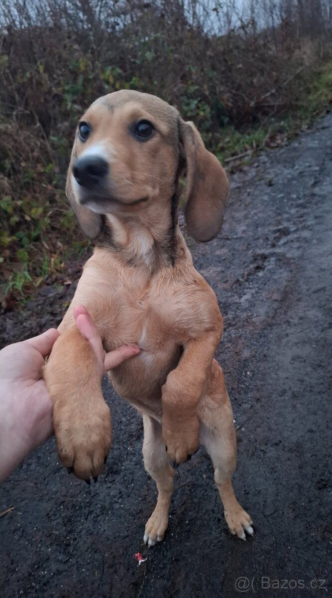 Stěně Labrador X Lovecký Pes - 3