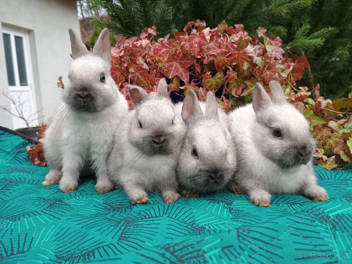 Zakrslý siamský žlutý miminka - 3