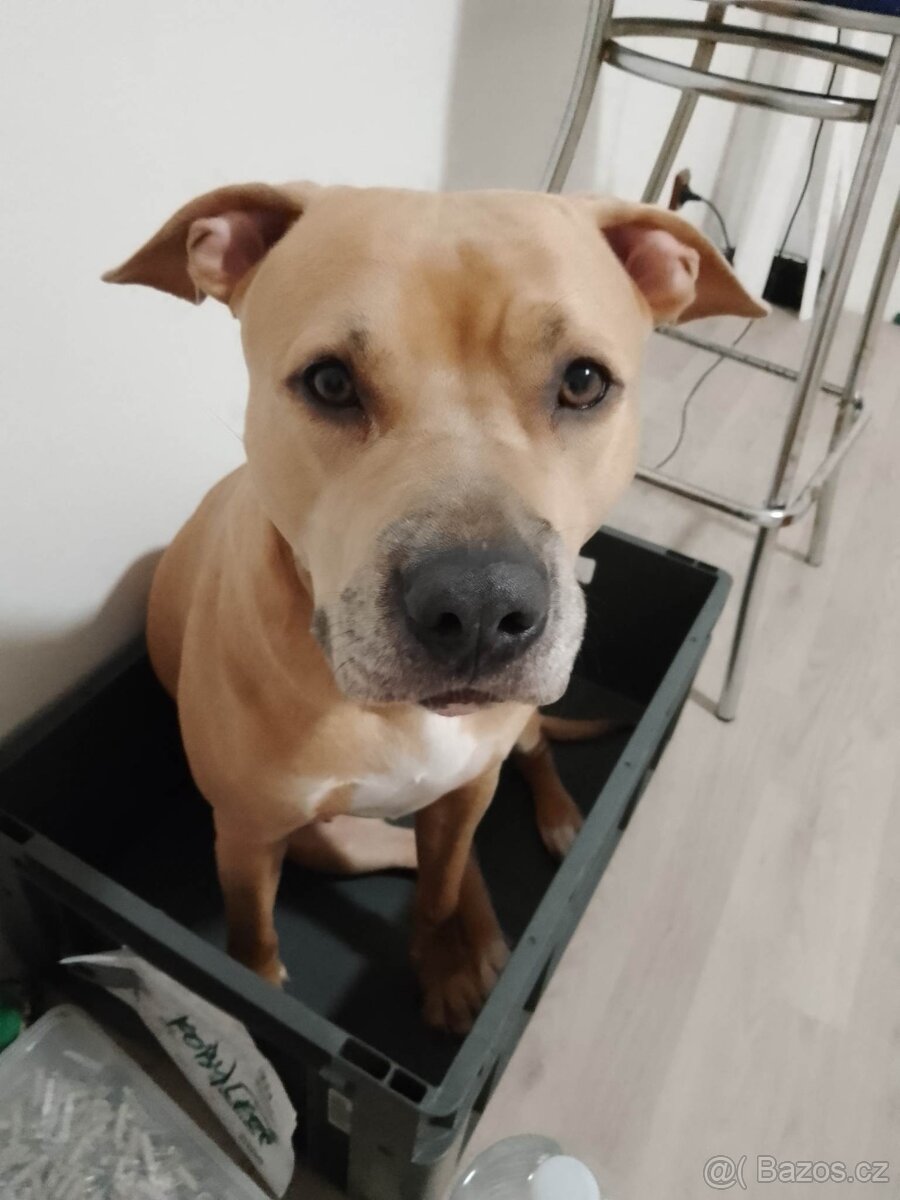 Americký stafordšírský teriér - 3