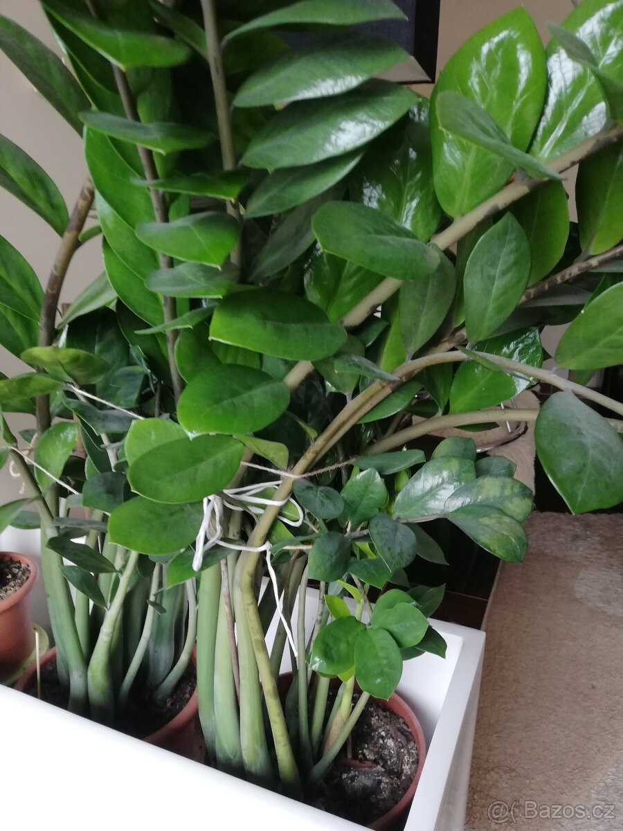 Pokojové květiny - Zamiokulus - 3