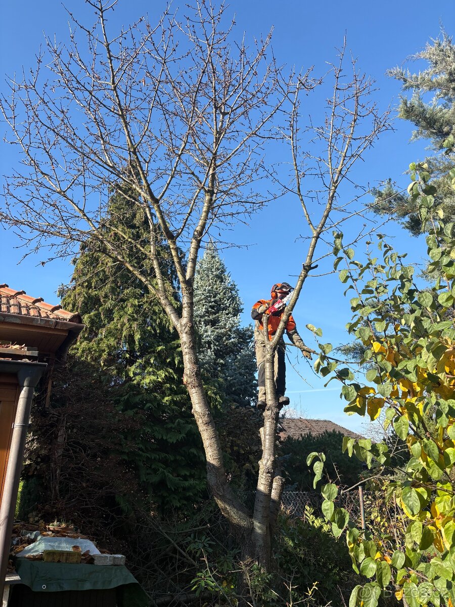 Kácení stromů, ořezy, střih stromů a štípání dřeva - 3