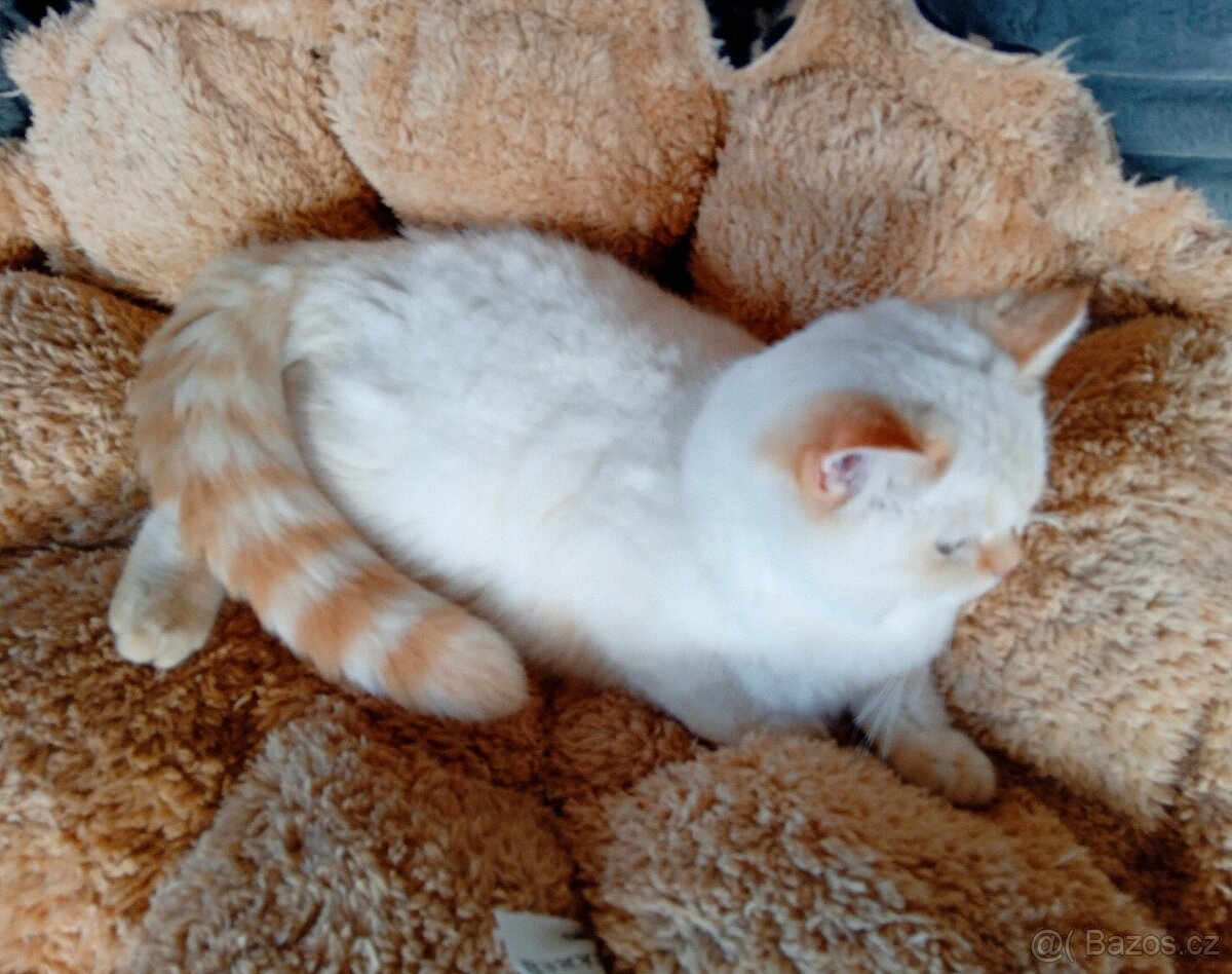 Britský kocourek colorpoint s PP - 3