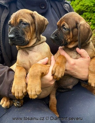 Tosa inu - krásná štěňátka s PP - 3