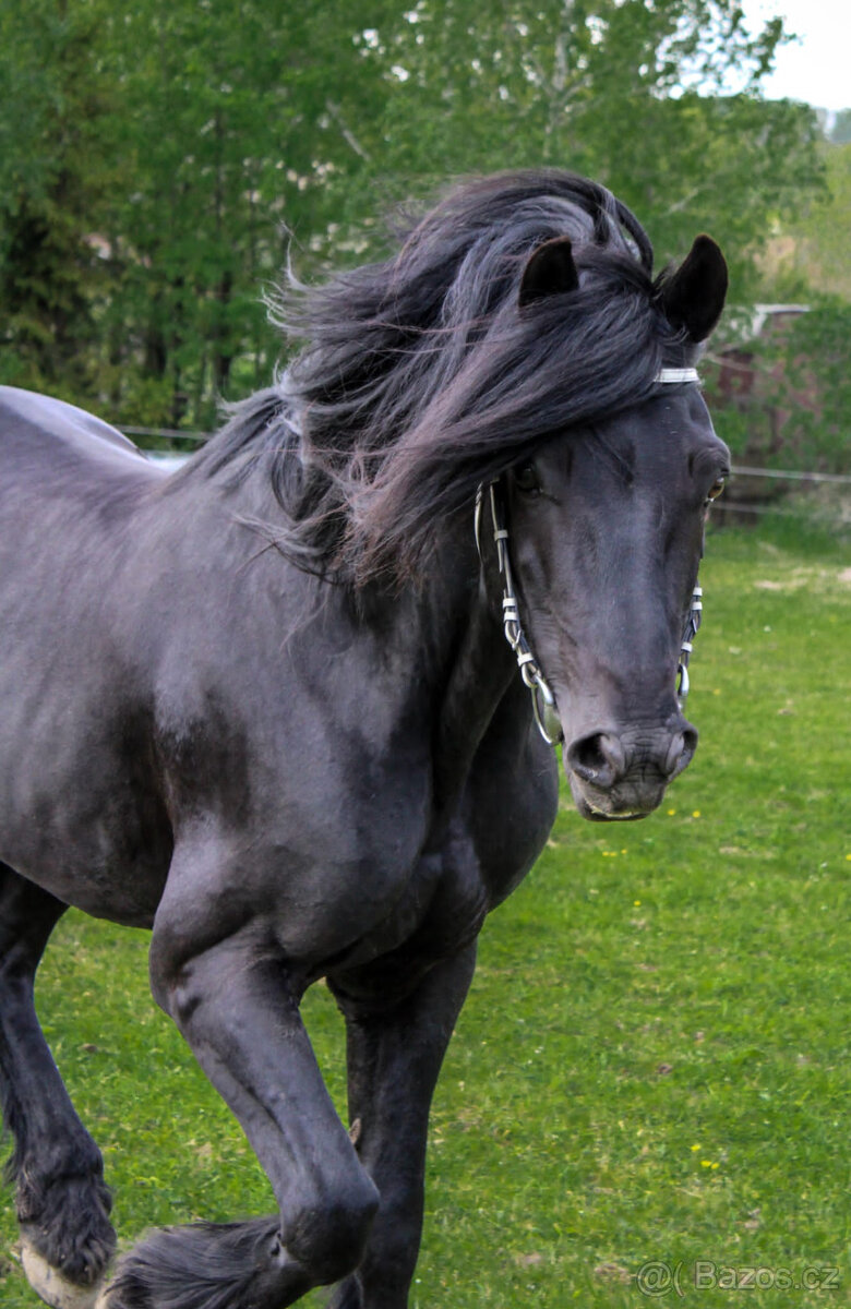 Připouštění černým hřebcem Welsh Cob D - rok 2026 - 3