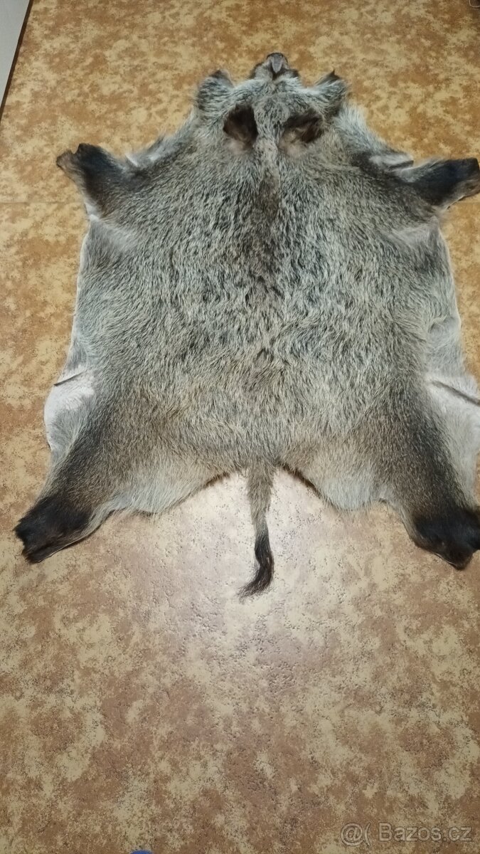 Kůže z divočáka - 3