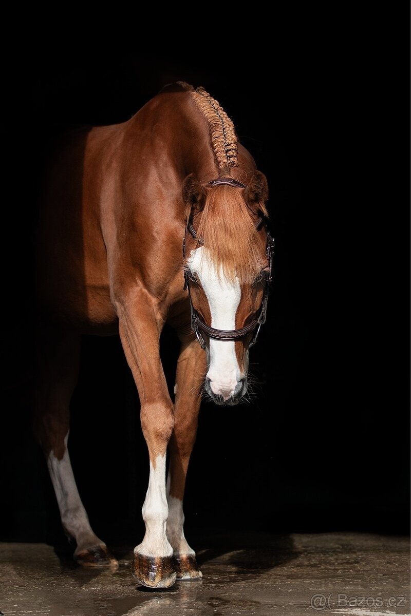 Prodám krásnou klisnu. - 3