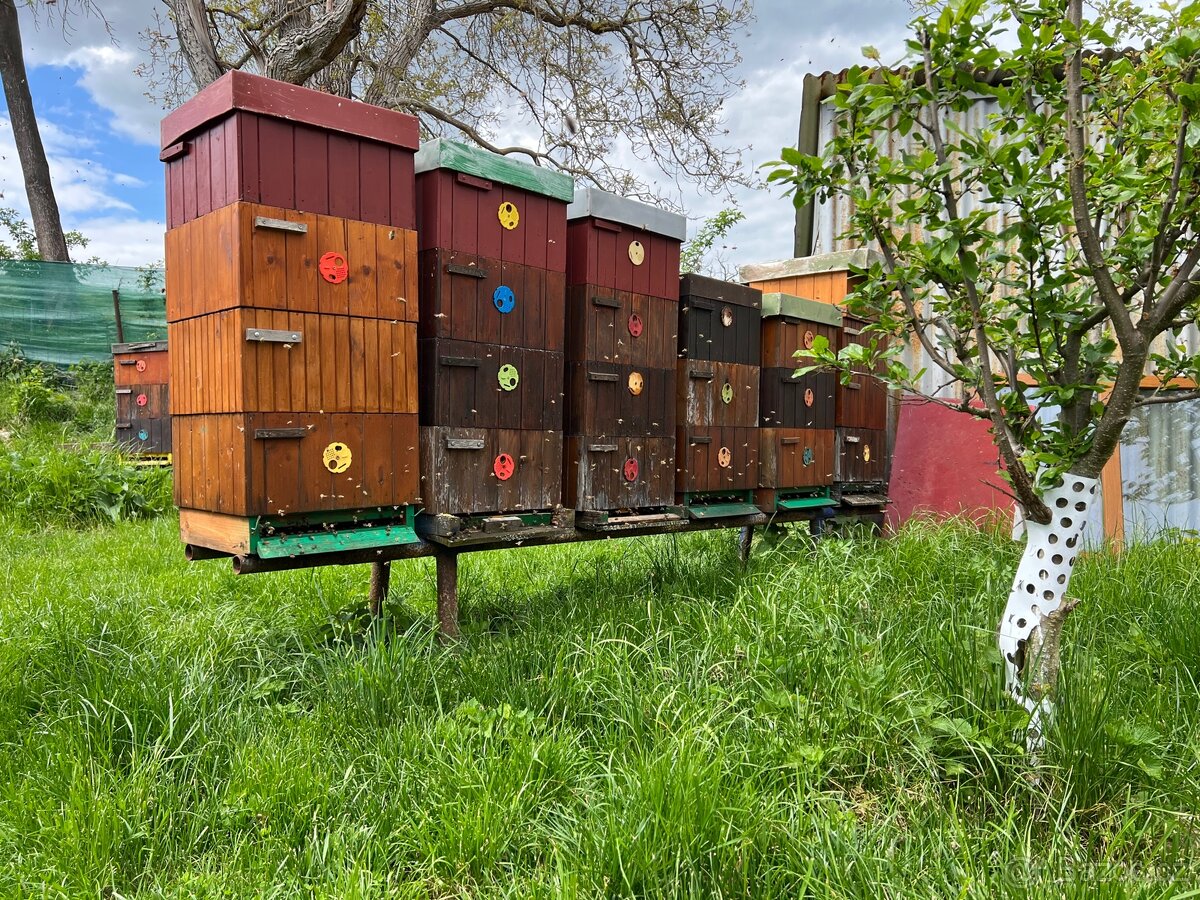 Vyzimovaná včelstva - 3