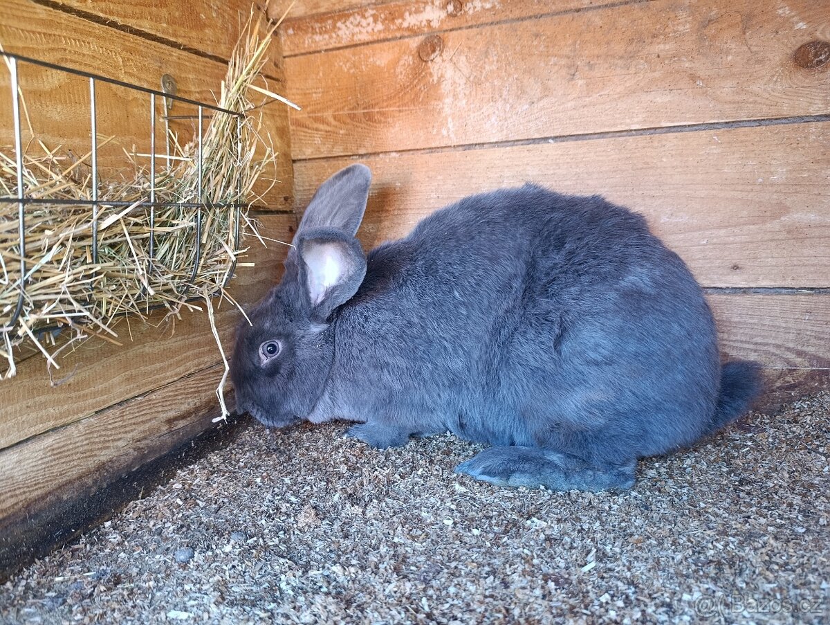 Prodám 2 samice - 3