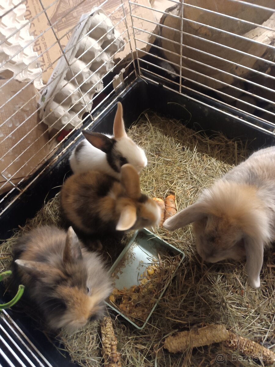 Zakrslý kralík - 3