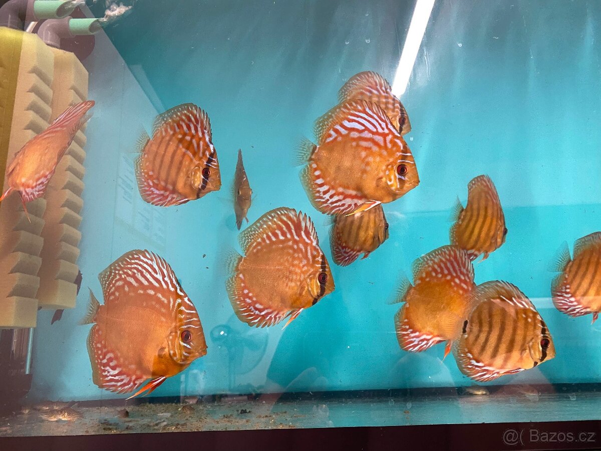 Terčovci, discus - 3